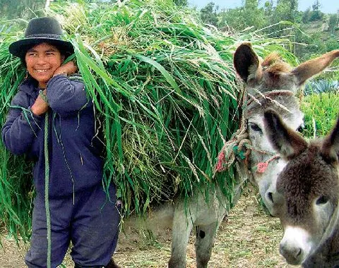 girl carries heavy load of grass + 2 donkeys