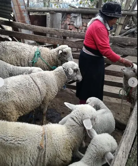 old woman w sheep