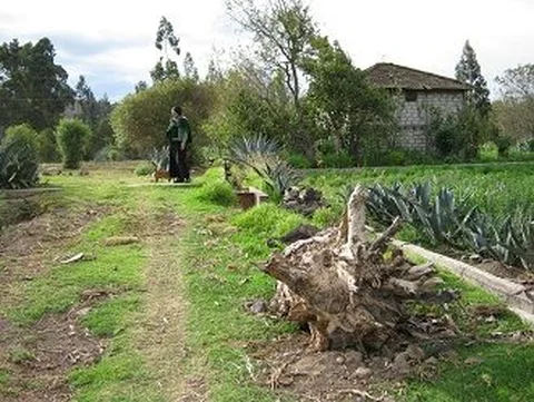 raiz grande al lado de canal de riego Huasalata