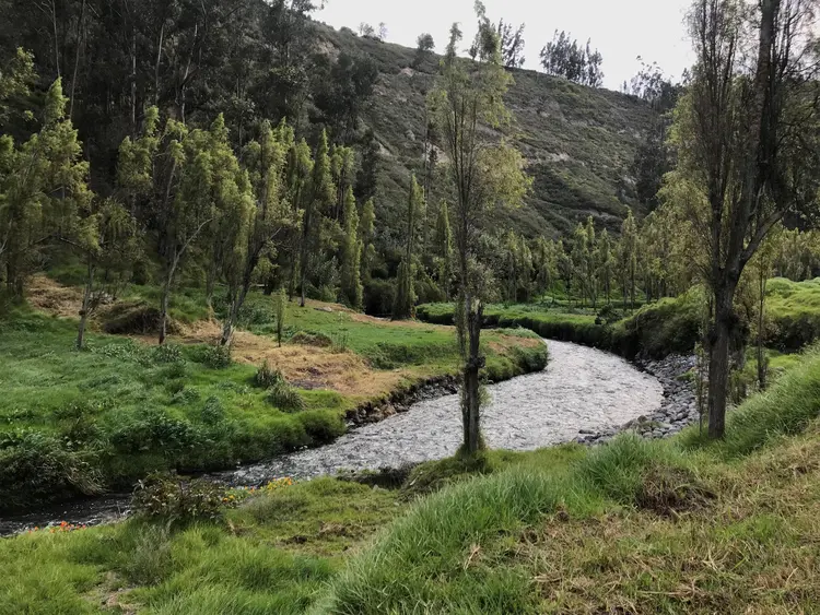 trees by river
