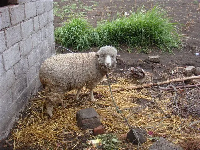 tied sheep looks up.JPG