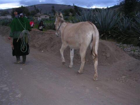 woman leads donkey at dark.JPG